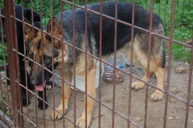 Kłodawa: Zwierzęta czekają na właścicieli