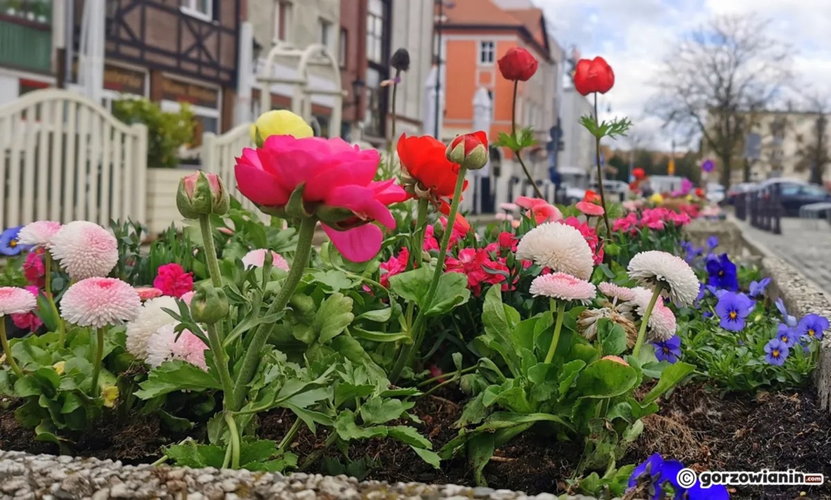 Czas na wiosenne nasadzenia. Tak Gorzów rozkwitnie na wiosnę