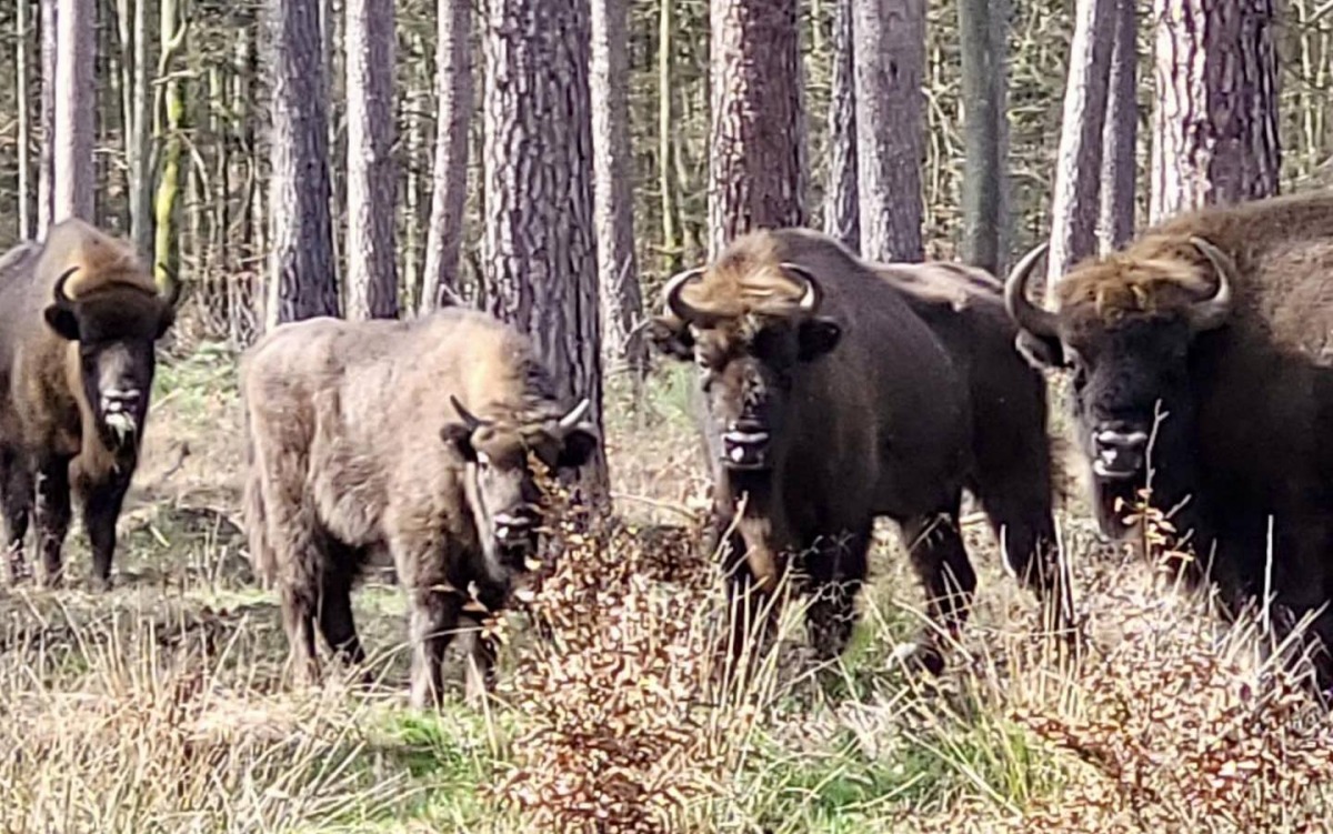 Stado żubrów na dobre zadomowiło się w lasach koło Gorzowa