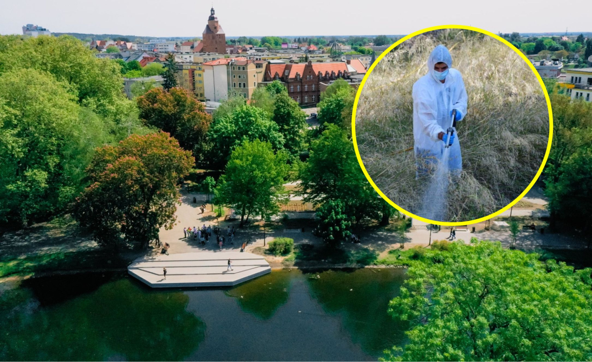 Radny pyta co z opryskami w Gorzowie. „Są mało skuteczne i drogie”