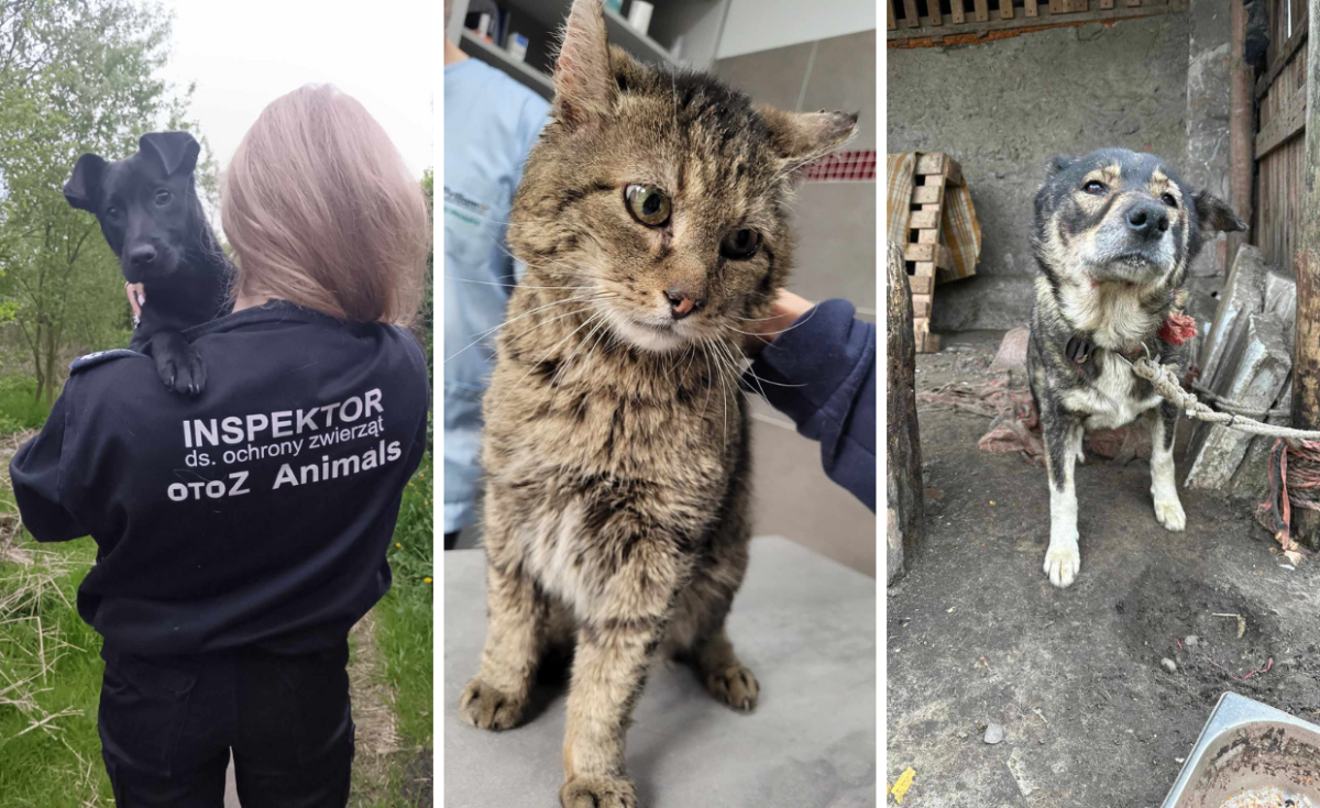 OTOZ Animals z Gorzowa liczy na Wasze wsparcie. Nie bądźmy obojętni!