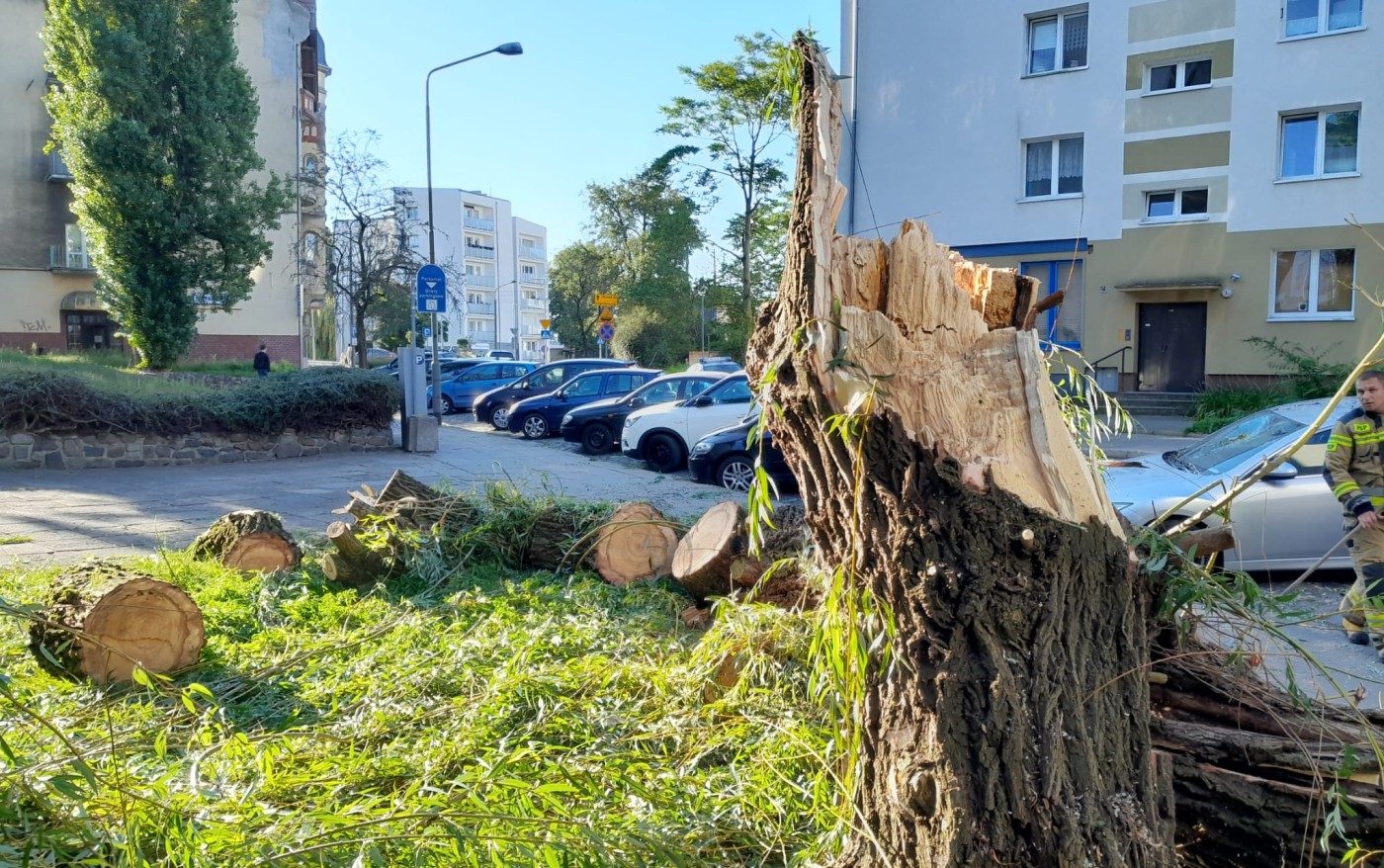 Wierzba spadła na zaparkowane auta. Będzie przegląd stanu drzew