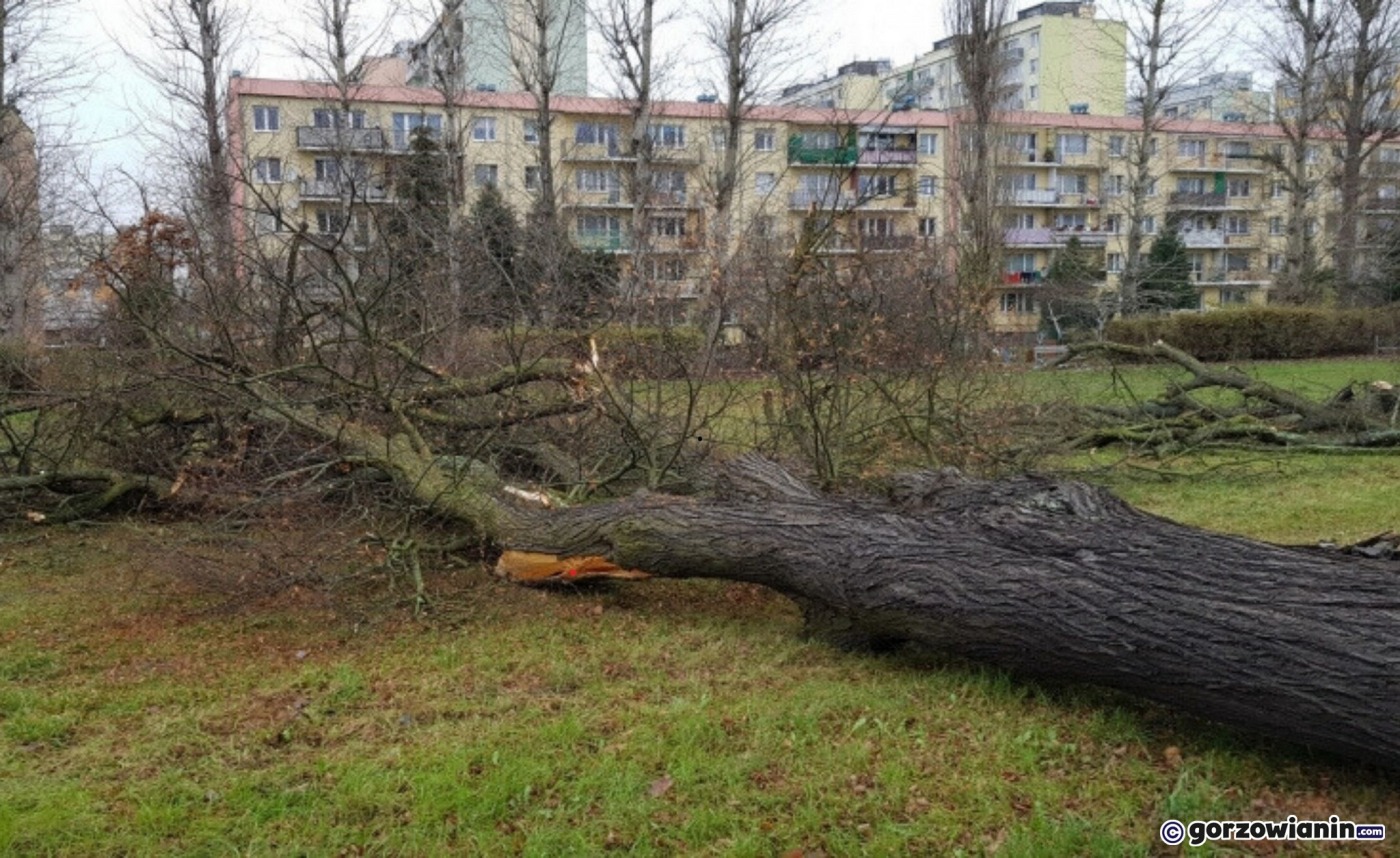 Sześć firm chce zająć się wycinką ponad 200 drzew w Gorzowie