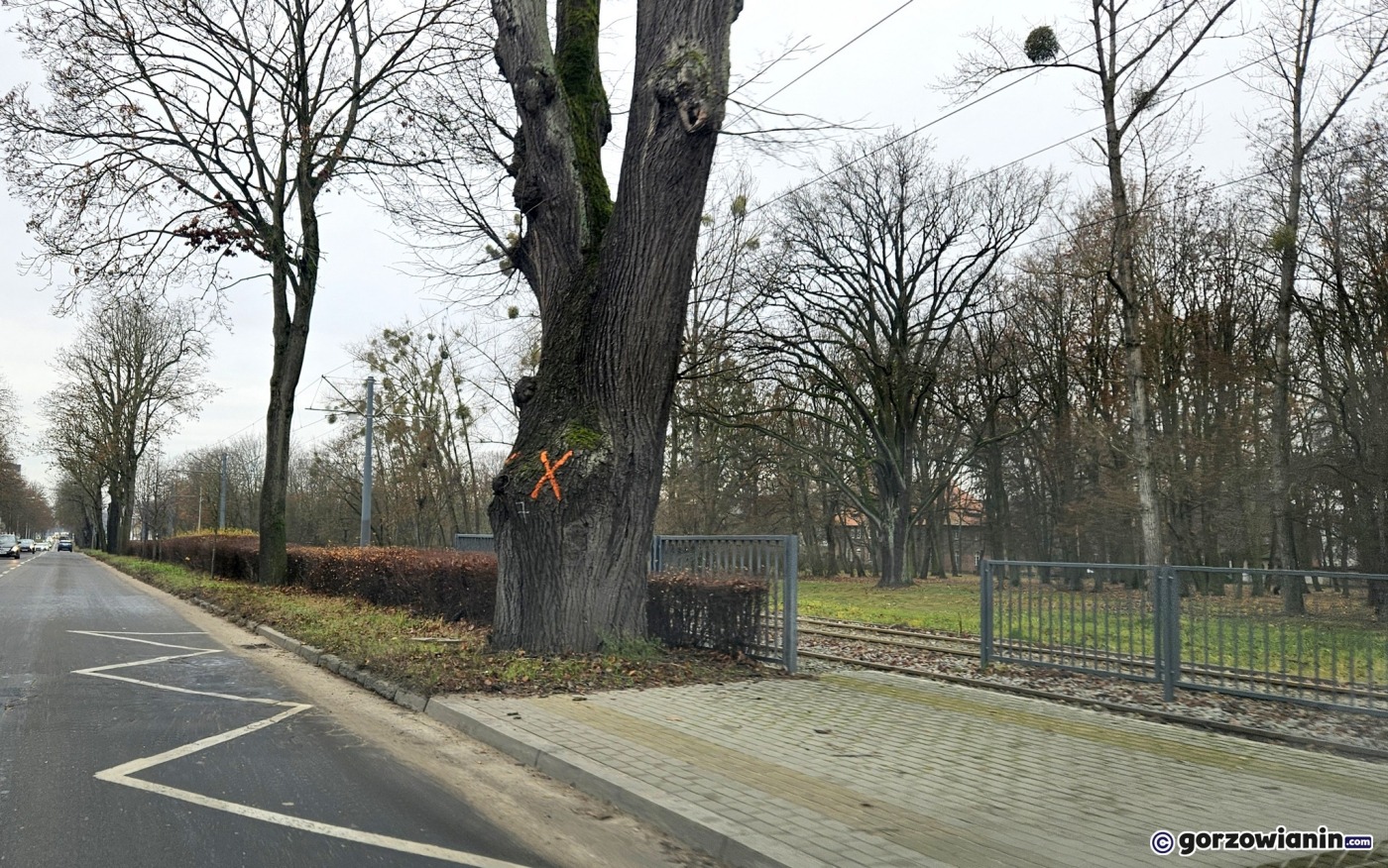 Naprawa pękniętej szyny i wycinka drzew. Kursowanie tramwajów zostanie wstrzymane