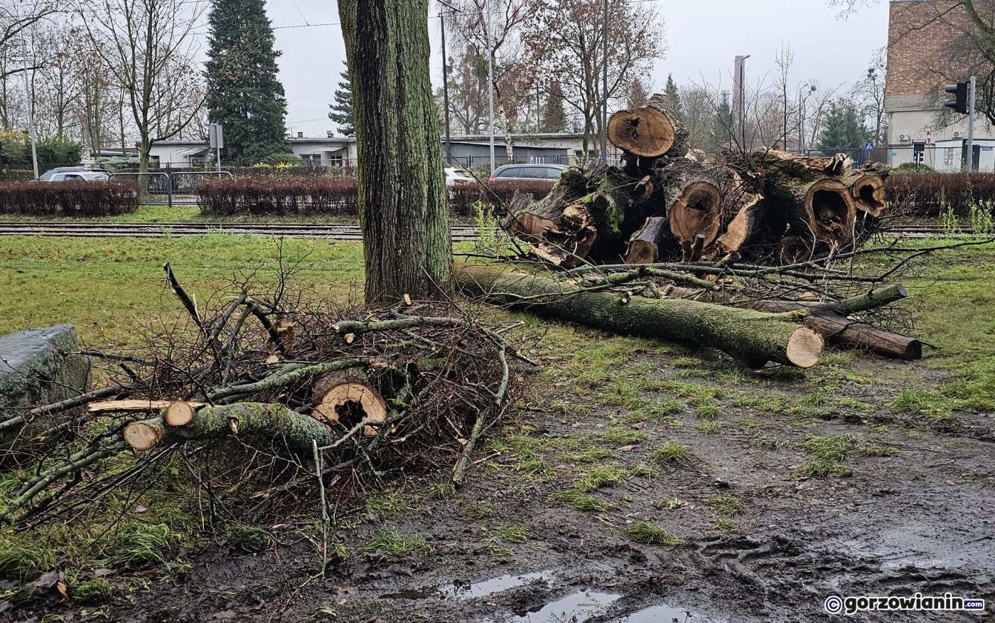 Trwa wycinka drzew przy ul. Walczaka w Gorzowie