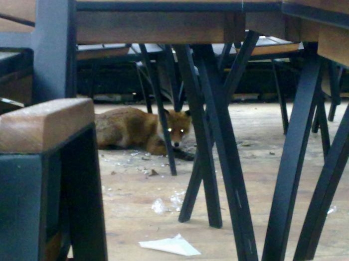 Międzyrzecz: Lis sprawcą nietypowej interwencji