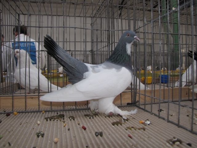 Wystawa gołębi rasowych