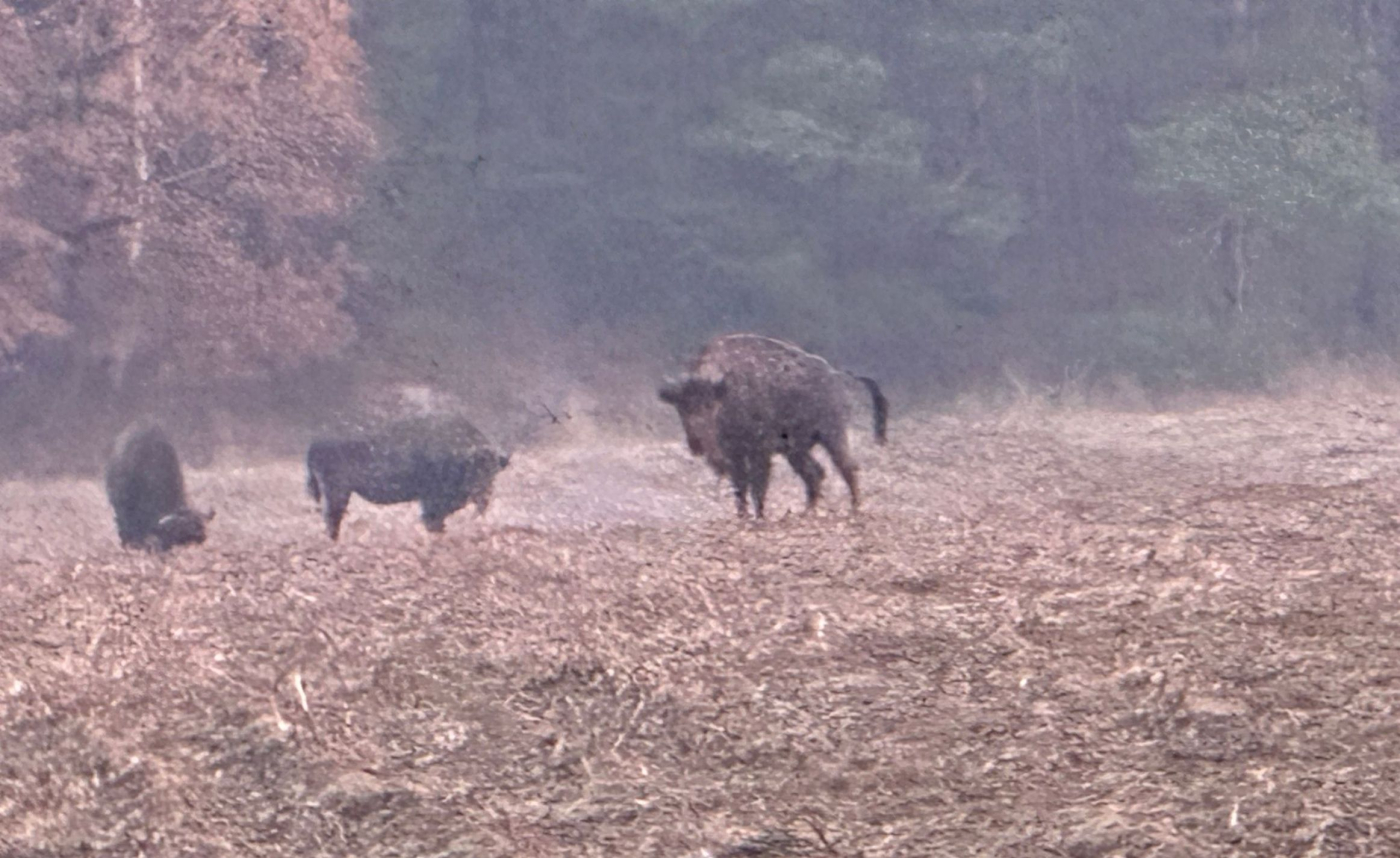 Trafił na stado żubrów i wyjął telefon. Czytelnik nagrał zwierzęta w Nadleśnictwie Smolarz