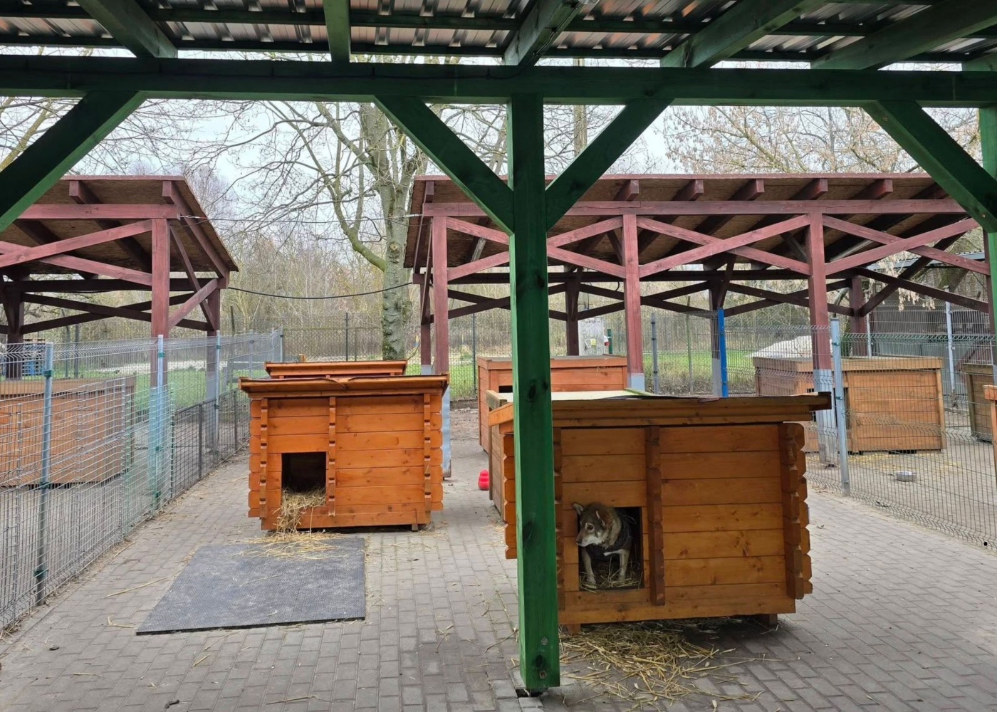 budowa ogrzewanego budynku schronisko Azorki Gorzów zima 2026 psy w schronisku Gorzów mróz w schronisku Azorki ogrzewana hala dla psów Gorzów