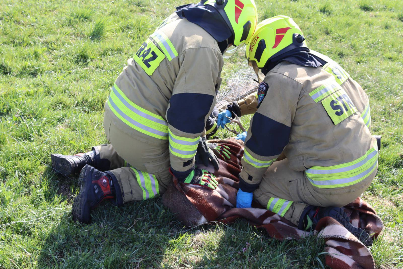 strażacy z OSP Lubczyno ratują jelonka uwięzionego w ogrodzeniu na polu w Jasińcu akcja straży pożarnej Gorzów ratowanie zwierząt w powiecie gorzowskim