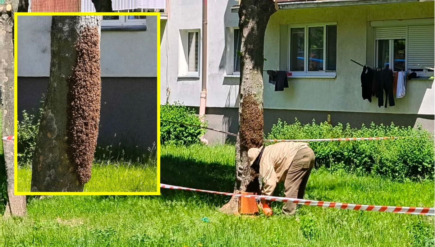Rój pszczół na pniu drzewa ulica Reja Gorzów pszczelarz interwencja na osiedlu