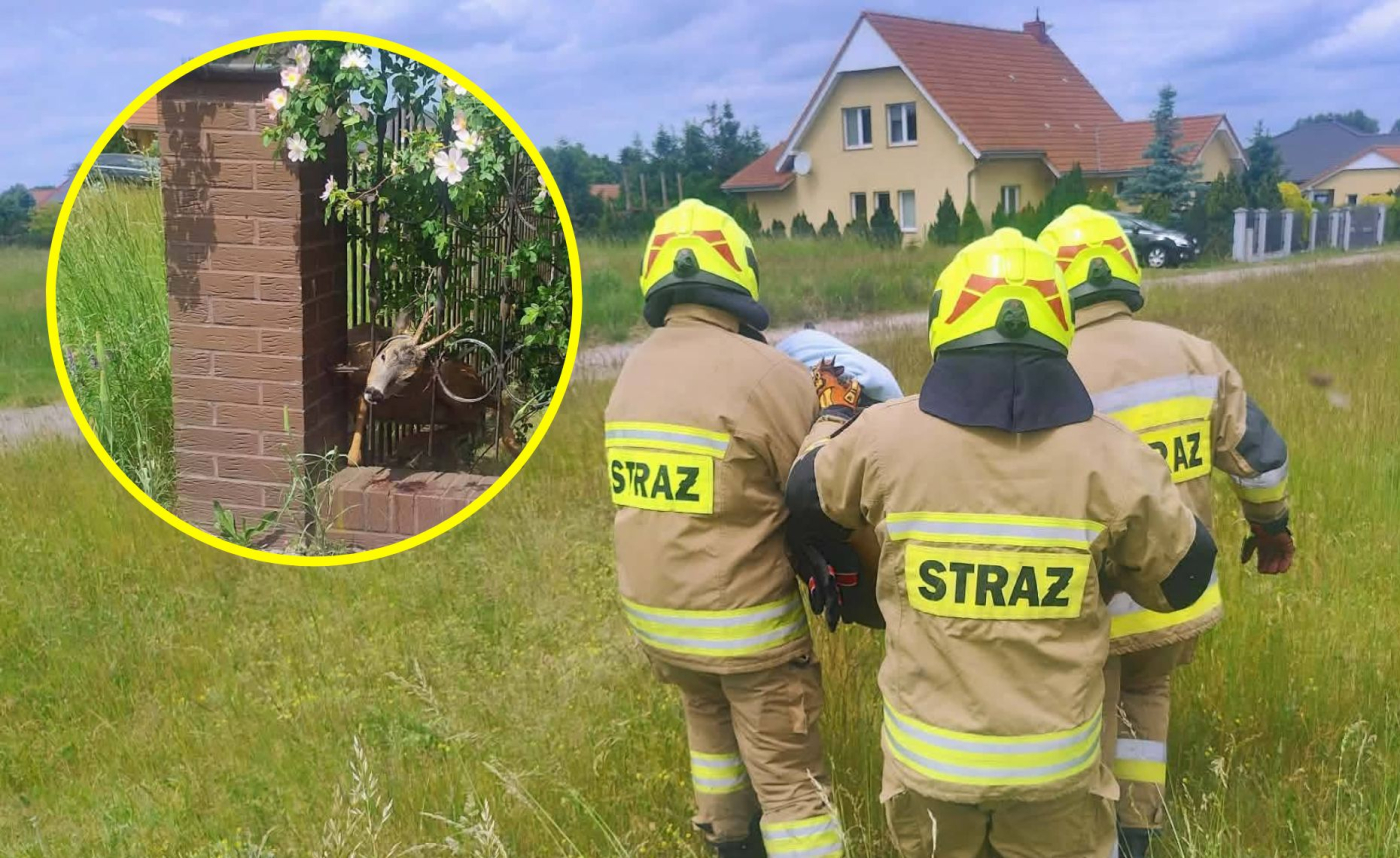 Akcja strażaków z OSP Krasowiec ratowanie koziołka w płocie Łagodziń Gorzów