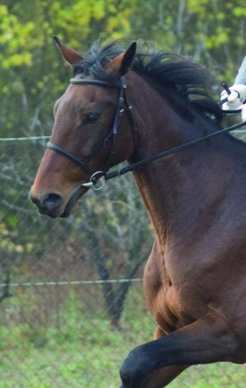 Końskie zamieszanie na Trasie Nadwarciańskiej