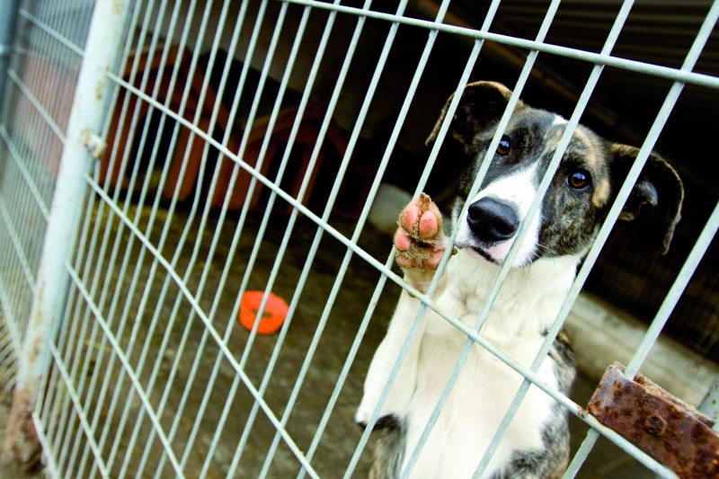 Azorki potrzebują pomocy!