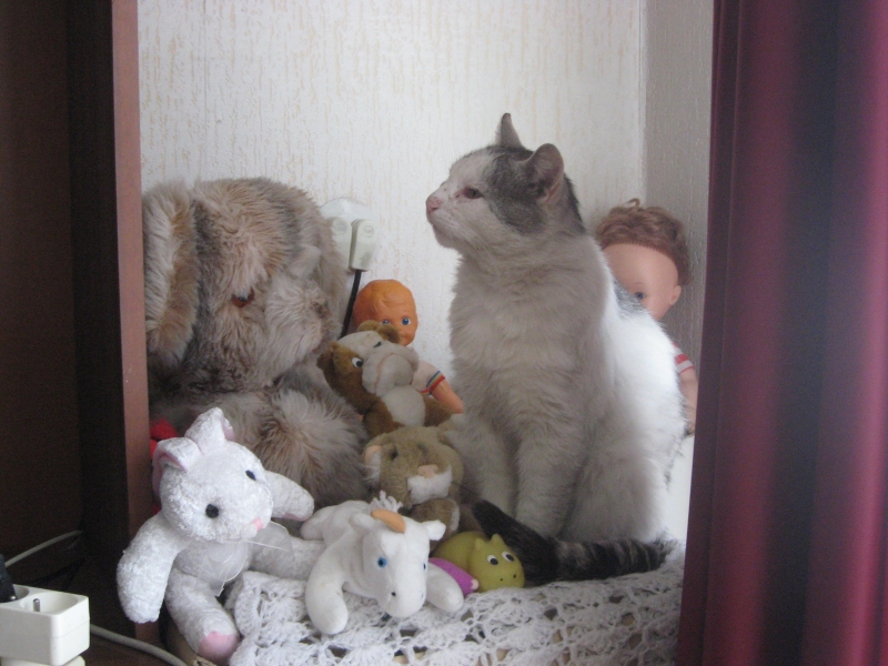 Zaginął kot - wysoka nagroda za pomoc w znalezieniu