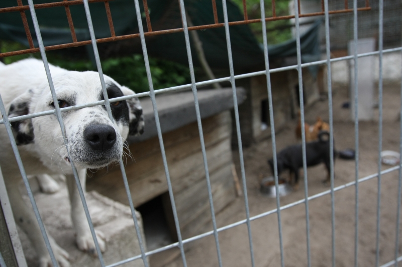 Festyn na bulwarze. Zbierali pieniądze na schronisko