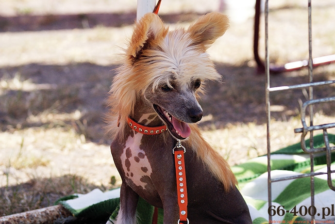 66-400.pl zaprasza...