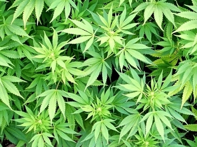 Handlowali amfetaminą i marihuaną