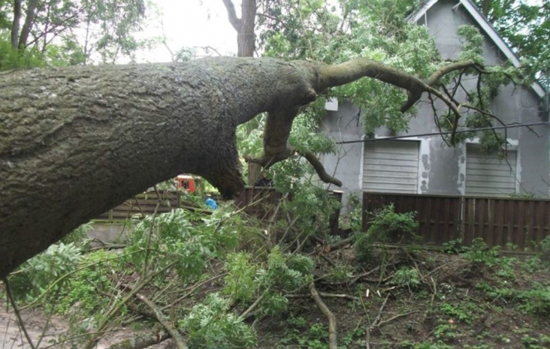 Drzewo upada niezależnie od pogody