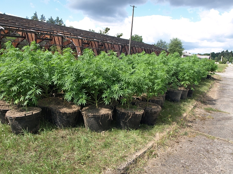 Uzależnieni od wakacji