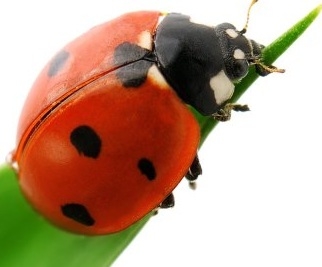 Weekend z owadami w Panoramie