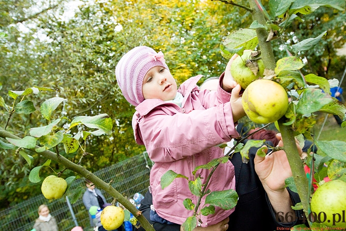 To był dzień jabłka wyjątkowego