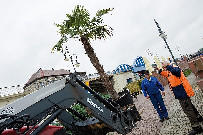 Palmy jadą na Zawarcie