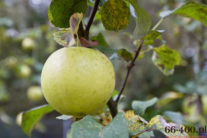 Reneta na wigilijnym stole