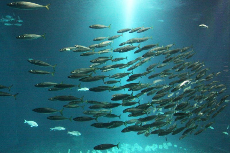 Akwarium pod dominantą?!