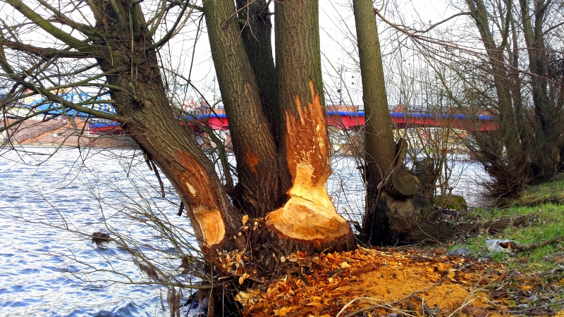 Bobry pójdą do odstrzału