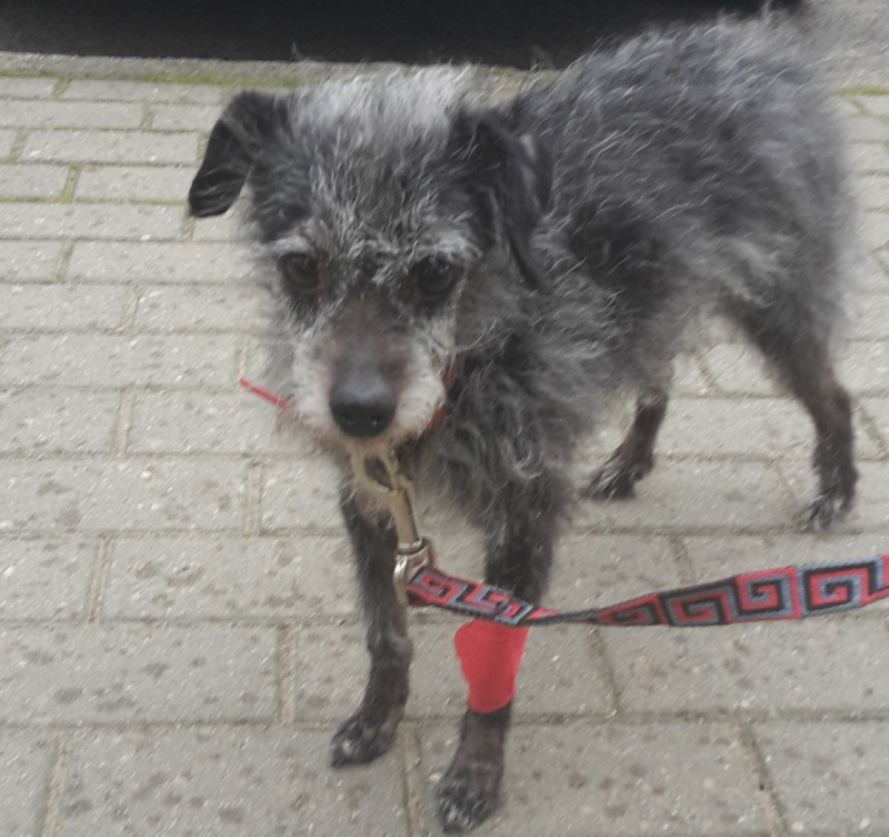 Uratował rannego pieska. Teraz szuka właściciela