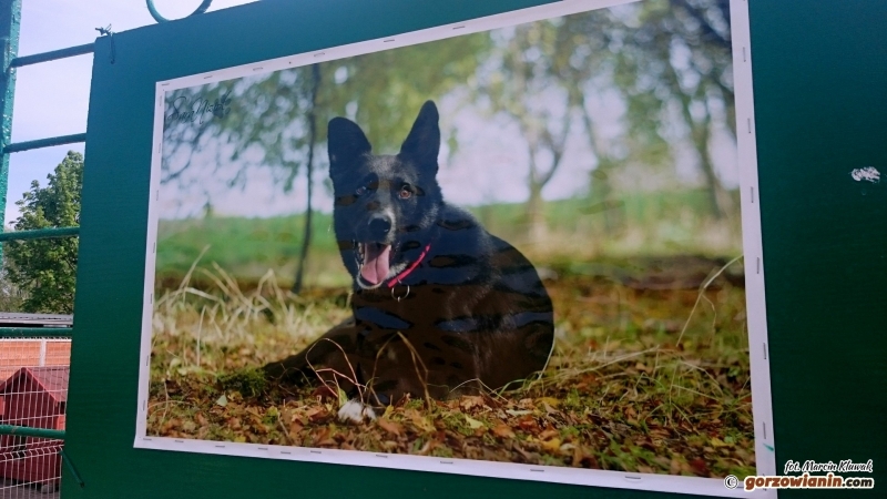 Niecodzienna wystawa w schronisku