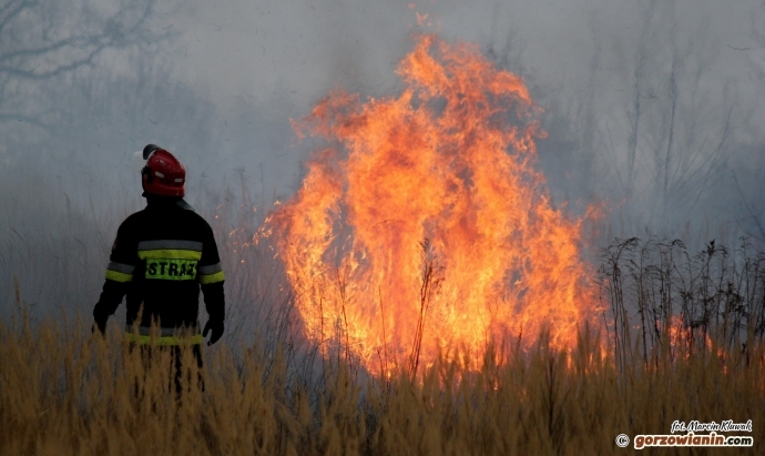Płonie las w okolicach Santocka