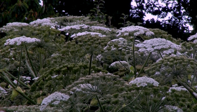 Wygląda jak przerośnięty koper, ale jest bardzo niebezpieczny