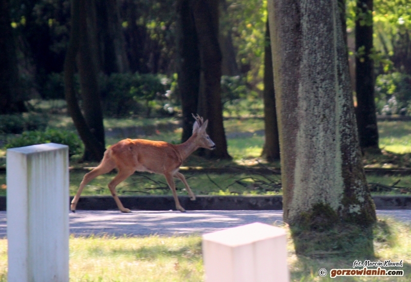 Zbłąkany jelonek na cmentarzu [zdjęcia]