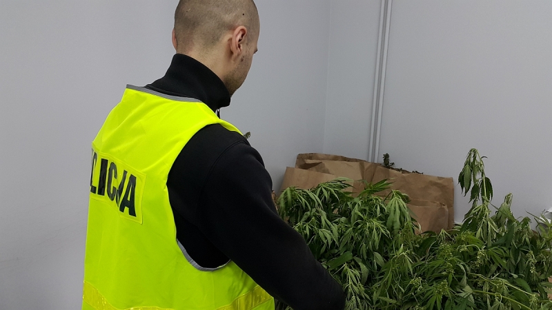 50-latek uprawiał marihuanę w ogródku