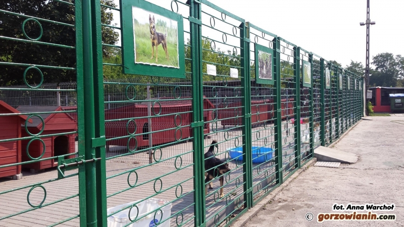 Pomóż Azorkom przygotować się do zimy