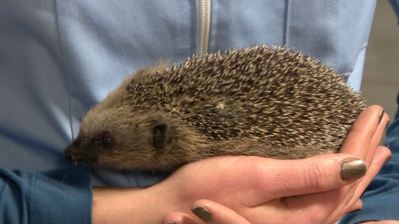 Franio, Franczeska i Gruby. Małe jeżyki pod opieką [wideo]