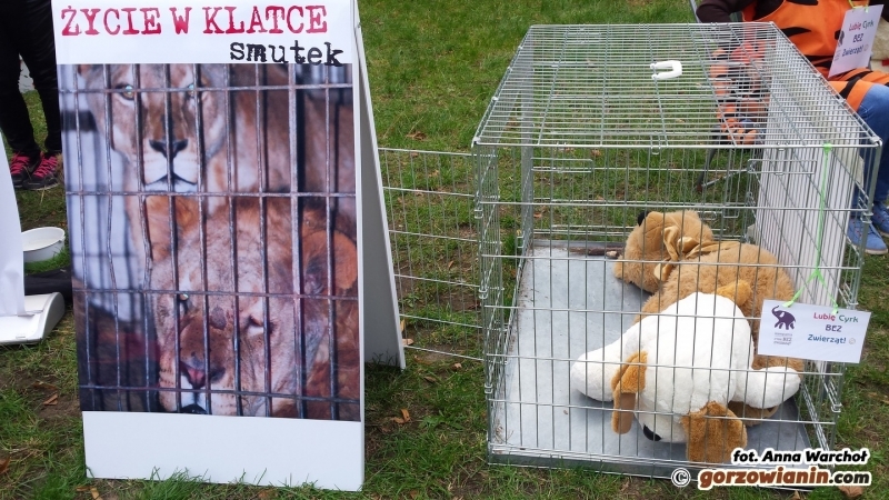 Cyrki ze zwierzętami w Gorzowie? Miasto mówi NIE