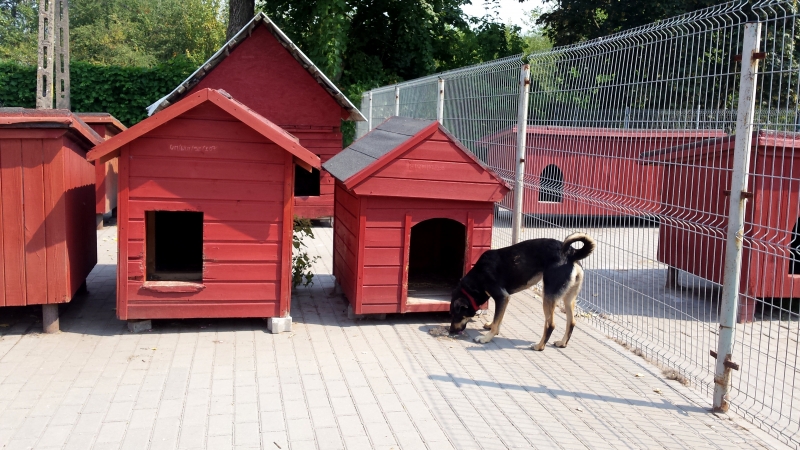 Pamiętajmy o czworonogach