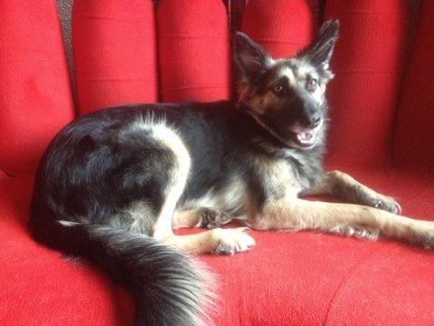 Skatował Mejdej. W poniedziałek rozprawa 53-latka