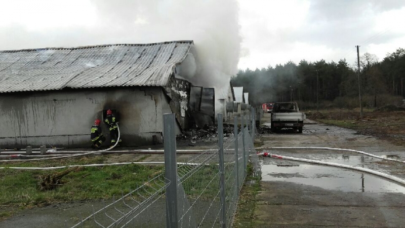 Pożar kurnika pod Gorzowem [zdjęcia]