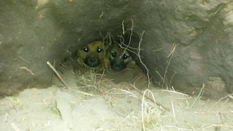 Szczeniaczki w norze na łące