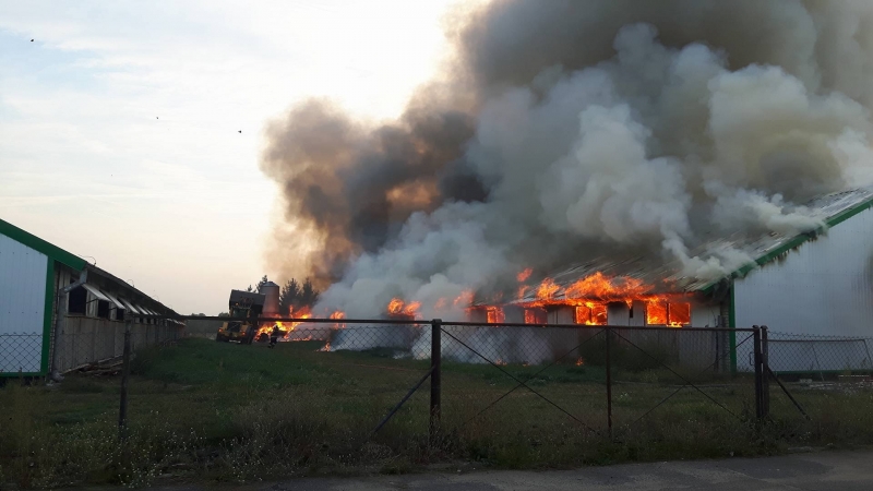 Pożar kurnika w Lubiszynie [wideo, zdjęcia]