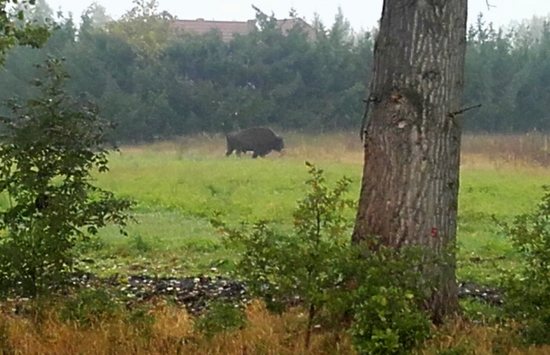Żubr dotarł do Gorzowa. Widziano go przy Koniawskiej [wideo, zdjęcia]
