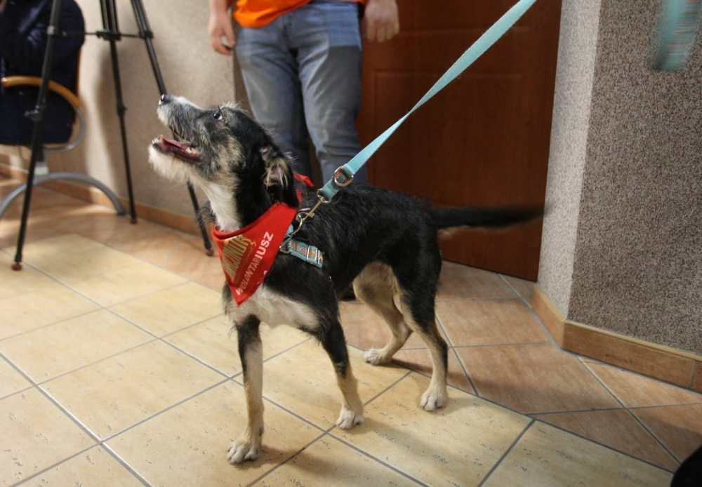 Kto kat - kto obrońca?