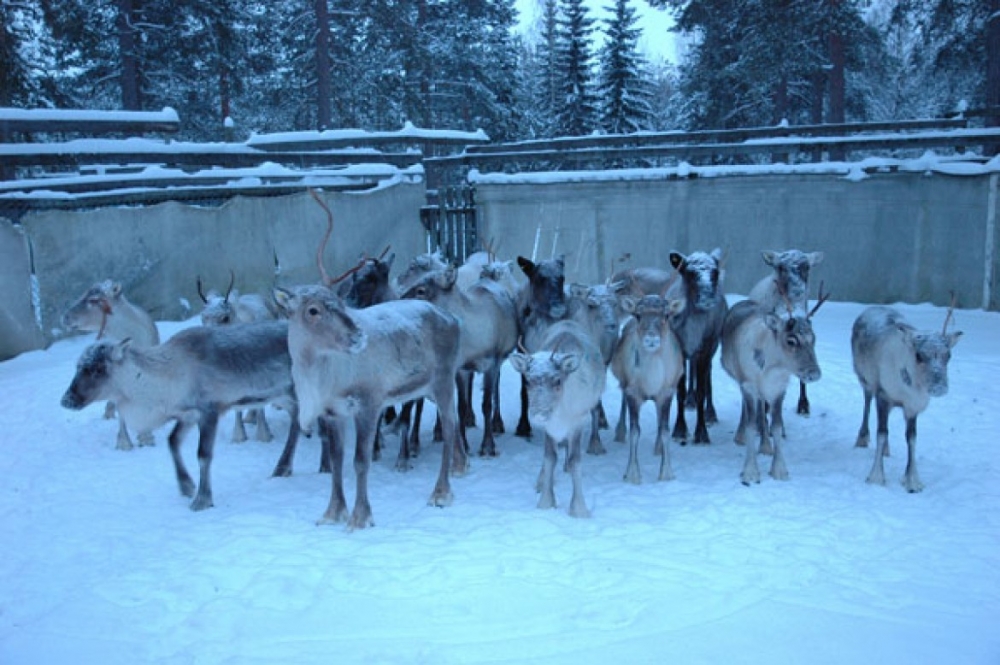 Żywy renifer na szkolnym podwórku?