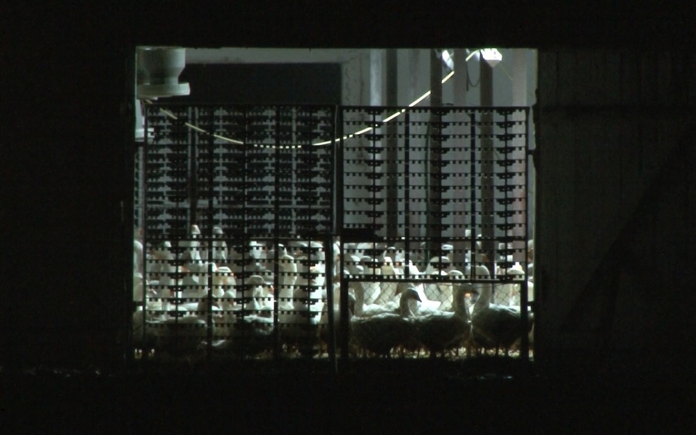 Na fermach nie przestrzegano zasad?