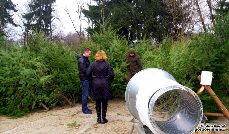 Choinkowy last minute