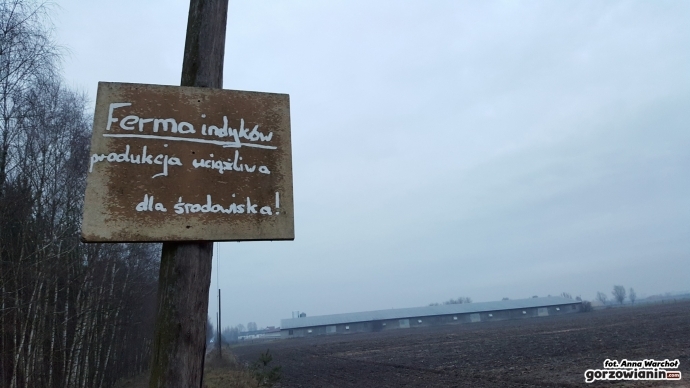 Płyną pieniądze dla hodowców drobiu